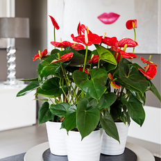 Planten Plant in a Box nthurium Madural Red Hoogte 40-45cm ø14cm Rood