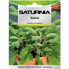Semillas Saturnia Semillas Aromaticas Salvia 1 Gramo Horticultura