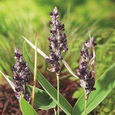 Planten Thalia Dealbata Moerasplant 10-Stuks