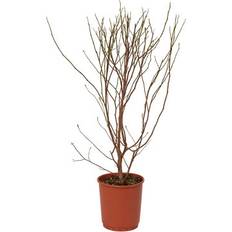 Ornamental Shrubs GoodHome Shrub Susan One Size