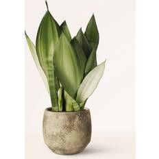 Plantas Sansevieria Moonshine 50-60 cm 17acm