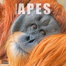 Calendars Wildlife Apes Calendar 2026 Square Animal Wall Calendar 16 Month