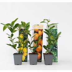 Topfpflanzen Plant in a Box 3er Set Citrus Pflanzenmischung 25-40cm Topf 9cm
