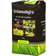 Skånefrö Skånefrö Gräsfrö 100 Svingel 5kg