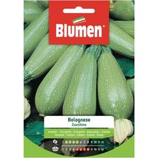 Piante Blumen Semi Zucchino Bolognese