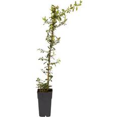 Ornamental Shrubs Verve Shrub One Size