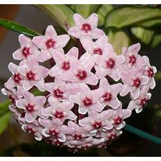 Piante Hoya Carnosa Tricolor Fiore Di Cera Vaso 11 cm