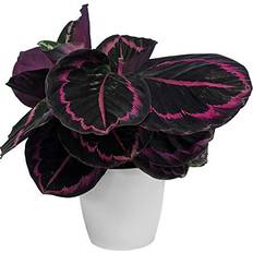 GardenersDream Star Indoor Plant 25-35cm Incl Pot