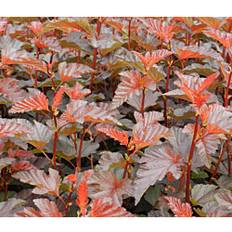 Kasvit Purppuraheisiangervo Physocarpus Opulifolius Viheraarni Lady in Red