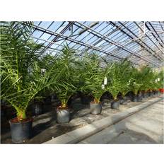 Topfpflanzen Grünwaren Palm Tree 90-120cm
