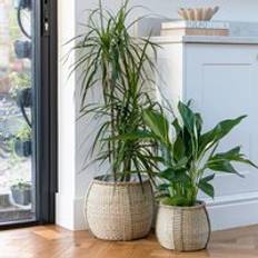 Brown Boxes & Baskets Ivyline Pando Seagrass Set of 2 Basket