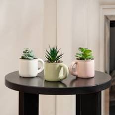 Set of 3 Succulents in Mugs - Green