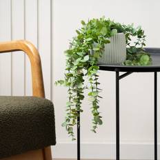 Trailing Eucalyptus in Black Plastic Pot - Green