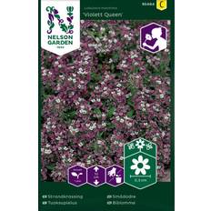 Nelson Garden Blomsterfröer Nelson Garden Fröer Strandkrassing Violett