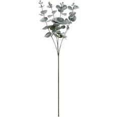 Eukalyptus Gren 60 cm
