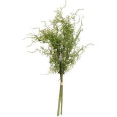 Asparagus Fern One Size Green