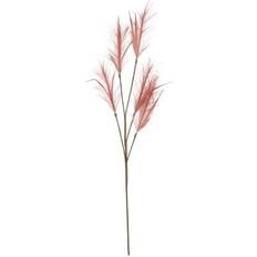 Plymgräs Med Flera Kvistar Rosa