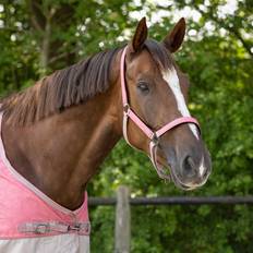 Polyester Halters & Lead Ropes QHP Duo Licol Et Longe Collection Pour Cheval - Violet