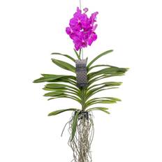 Rosa Potteplanter Plant in a Box Vanda-Orchidee 60cm