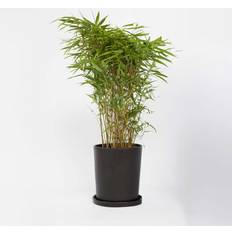 Plant in a Box Fargesia Nitida Gansu 50-70 cm Topf 17 cm