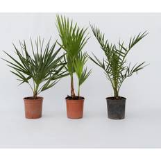 Plantes Plant in a Box Mélange De Palmiers D'Extérieur Set De 6 50-70cm 50-70cm ⌀15cm