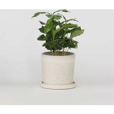 Fødevarer Plant in a Box Kaffeepflanze 25-40 cm Topf 12 cm