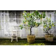Topfpflanzen Plant in a Box Obstbaumen 25-40 cm Olive Zitrone Feige Orange