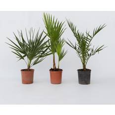 Krukker, Planter & Dyrkning Plant in a Box 3 Stk 50-70 cm Topf 15 cm