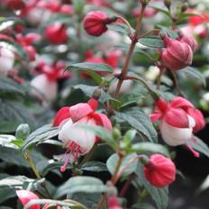 Sweed Beauty Fuchsia Upprätt Göteborgskan 2-pack