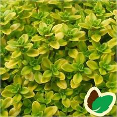 Krukker, Planter & Dyrkning Citrontimian Archer's Gold Potteplante