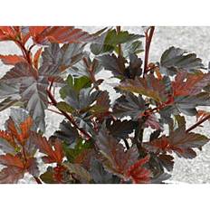 Puut ja Pensaat Purppuraheisiangervo Physocarpus Opulifolius Viheraarni