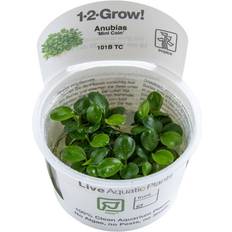 TROPICA Anubias Mini Coin Live Aquarium Plants Attach to Rocks Wood Fish Tank Aquascape