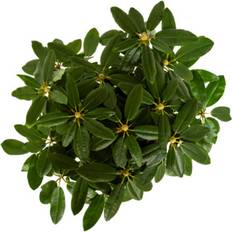 Hardy Large 23cm Happydendron Rhododendron Shrub