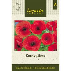 Impecta Vallmo Korn