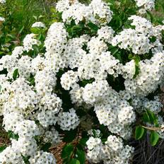 Ornamental Shrubs B&Q Shrub Spiraea One Size