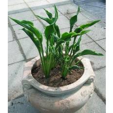Hosta Hybrid Praying Hands Staude