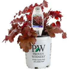 Perennials Proven Winners Proven Winners 6 Red Dolce Cherry Truffles Coral Bells 5 Pot