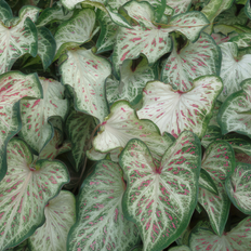 Plants National Plant Network Caladium Candyland in 4 in Pot 3 Pack