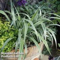 Perennials on sale Thompson & Morgan Astelia Chathamica Silver Shadow 9cm Potted Plant x 1