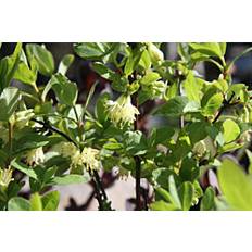 Kasvit Hunajamarja Lonicera Caerulea Var Kamtschatica Viheraarni Siniczka