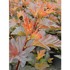 Kasvit Kupariheisiangervo Physocarpus Opulifolius Viheraarni