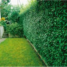 Halvskuggigt Häckplantor Omnia Garden Häck Liguster 40-60 cm 10-Pack Barrot