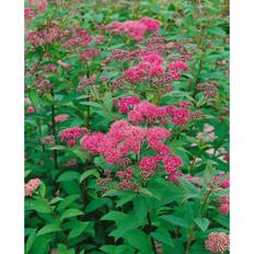 Häck plantor Omnia Garden Häck Rosenspirea 10-20 cm 10-Pack Krukodlad