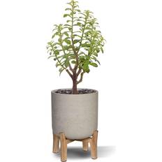 Gråa Konstgjorda växter Cras Bonsai Crassula Bukett 40 cm Konstgjord växt