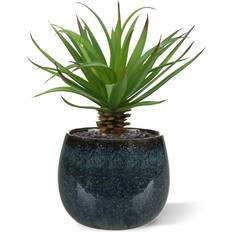 Kantdracena Bukett 18 cm