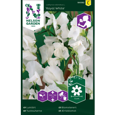 Nelson Garden Blomsterfröer Nelson Garden Luktärt 'Royal White' frö