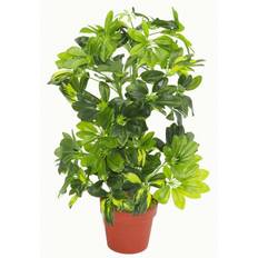 Leaf House Arboricola Evergreen Plant Golden Capella Realistic 65cm H x 45cm W x 45cm D Artificial Plant