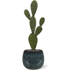 Opuntia 40 cm