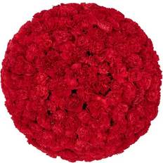 Perennials Member's Mark Mini Carnations Red 50 Stems