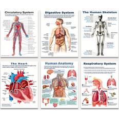 Interior Details Temu 6 Pcs Human Anatomy Set 8x10 Inch Poster